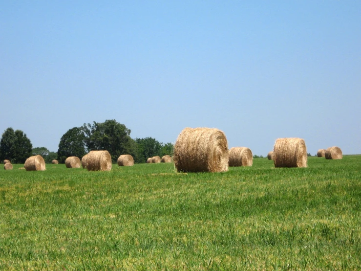 a bunch of hay rolls in a grassy field