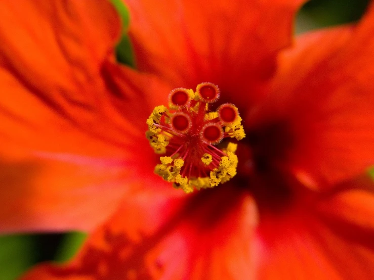 a close up view of the center of an orange flower