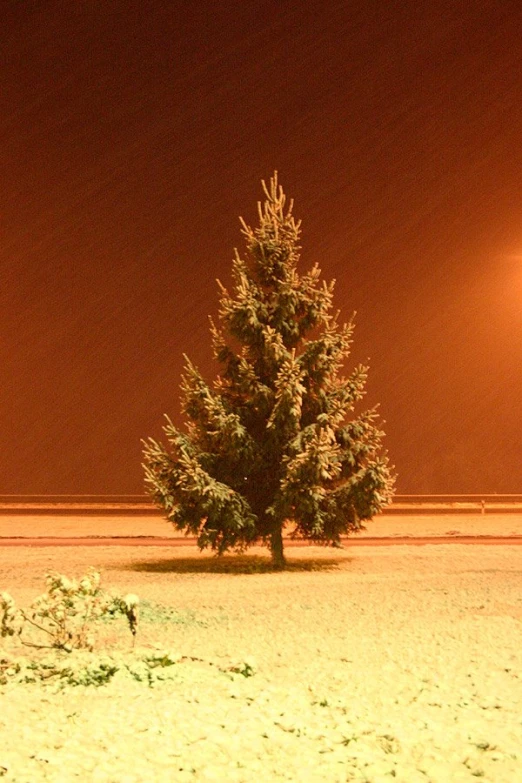 a lone pine is in the snowy field