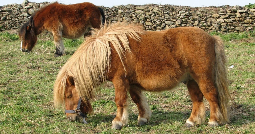 two horses grazing on grass near some wall