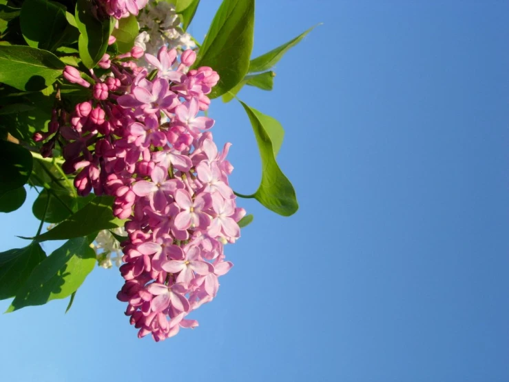 the back end of an image of a pink flower