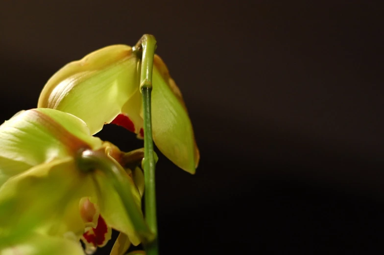 a close up image of two flowers with a black background