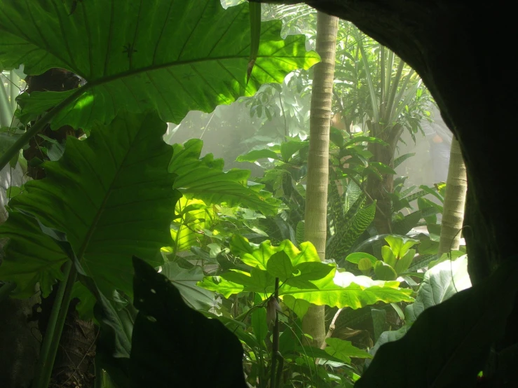 a view of green leaves in the jungle