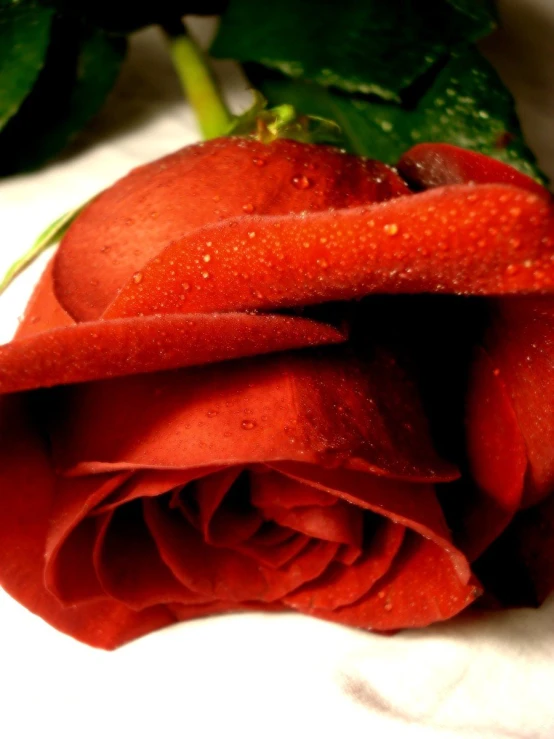 red rose with green leaves and water droplets