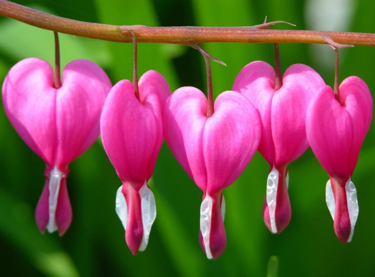 several pink flowers that have long leaves