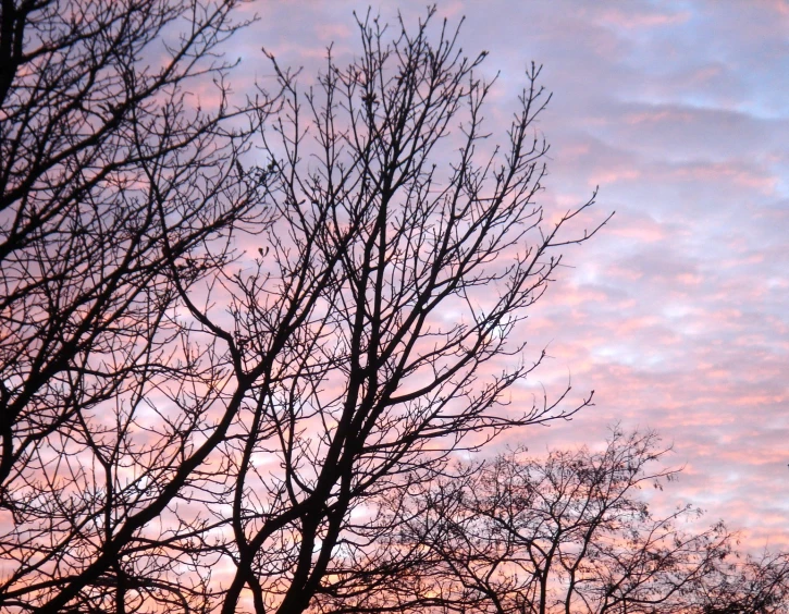 the birds are sitting on the trees watching the sunset