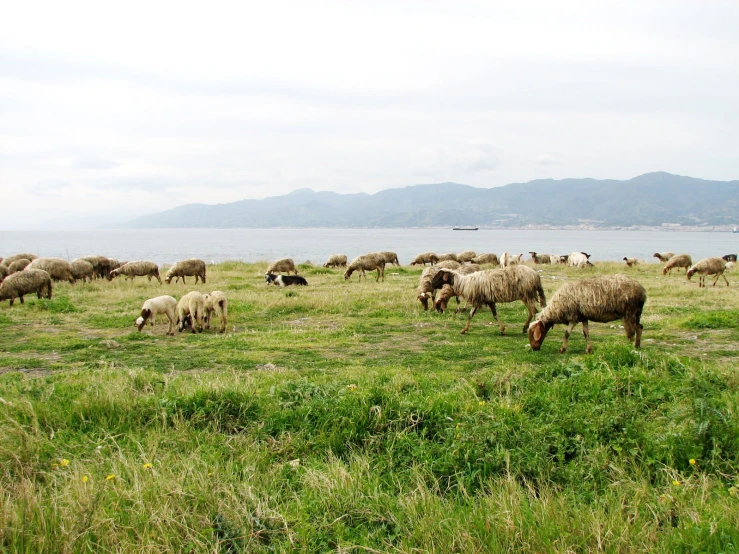 a flock of sheep grazing on grass next to the ocean