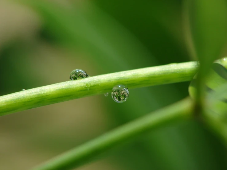 some very pretty small drops of water on a plant