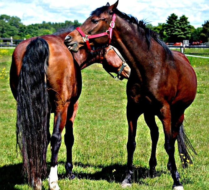 two horses on a green field rubbing heads