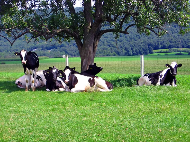 five cows in a field next to a tree