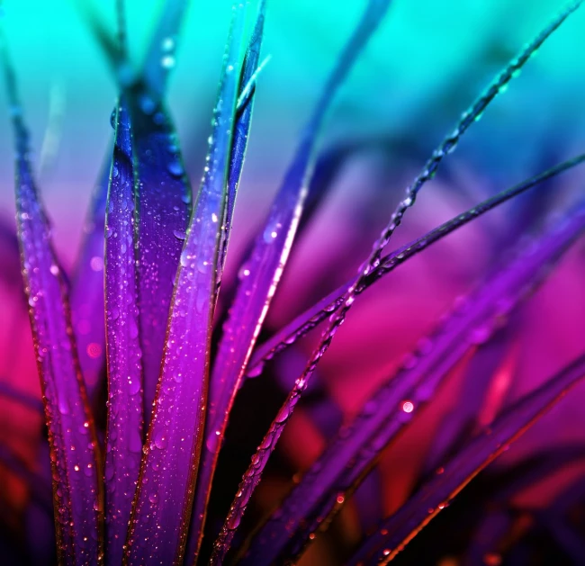 some water drops on the top of purple grass