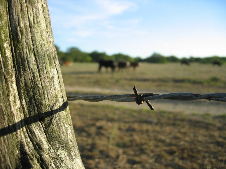 a barbed wire fence with horses in the background