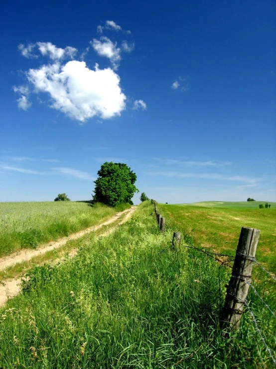 a field with a tree and a sign that says don't feed the sheep