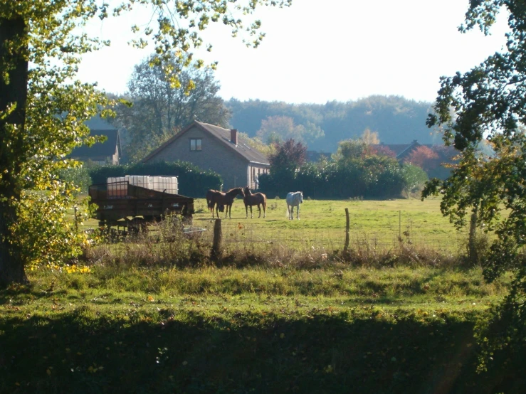 several horses are grazing in a fenced in pasture