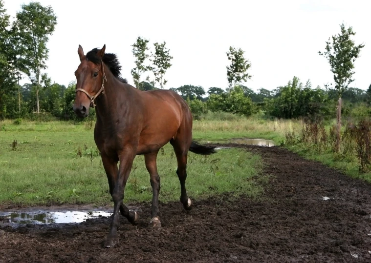 a horse standing alone in the middle of the dirt road