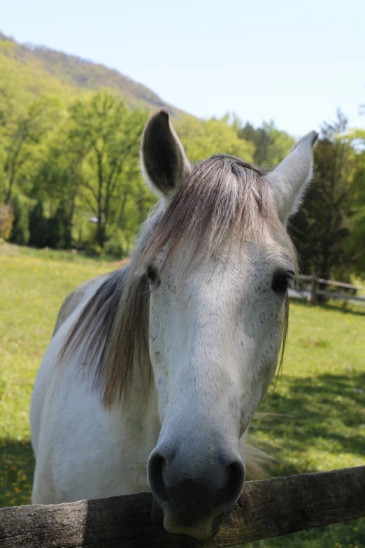 a horse looking over the wooden fence at a camera