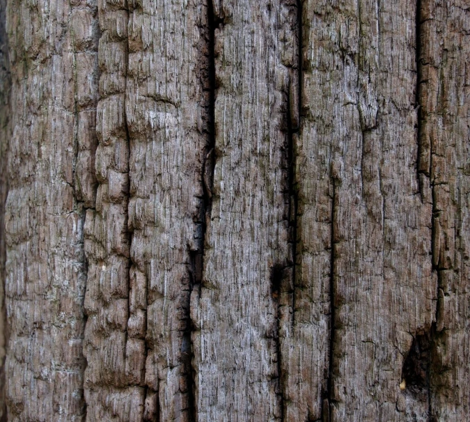 a close up view of some very old trees