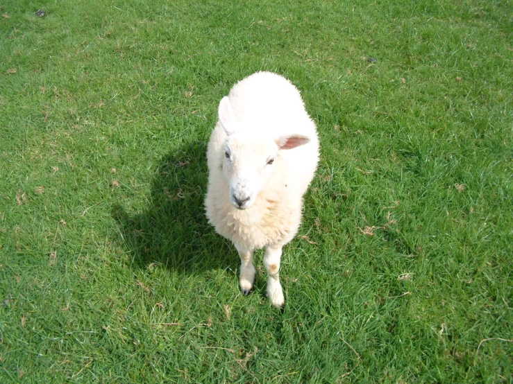 a white sheep is standing in a grassy field