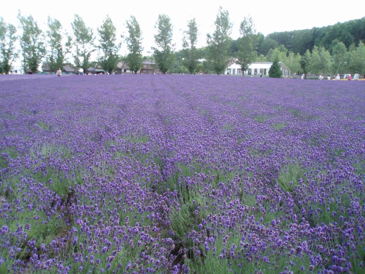 large field full of purple flowers in a rural area