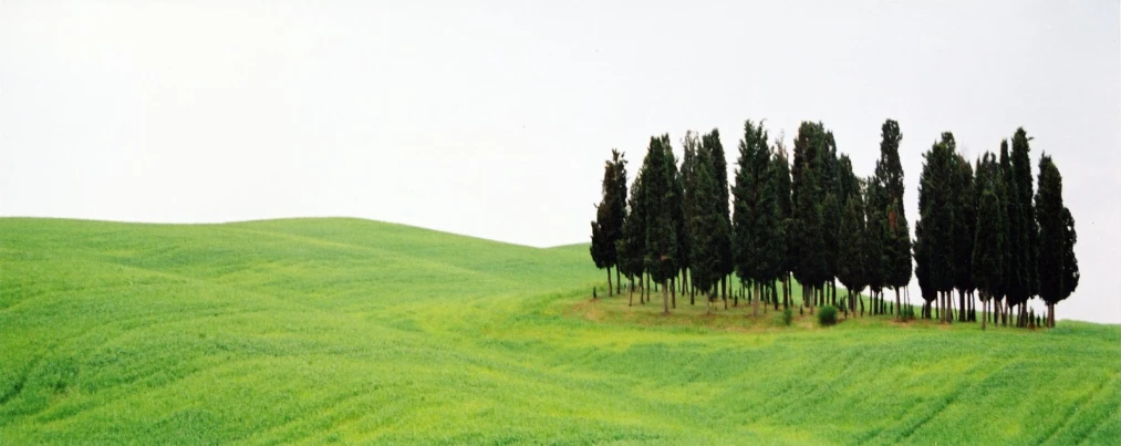 there are trees growing on the grass hill