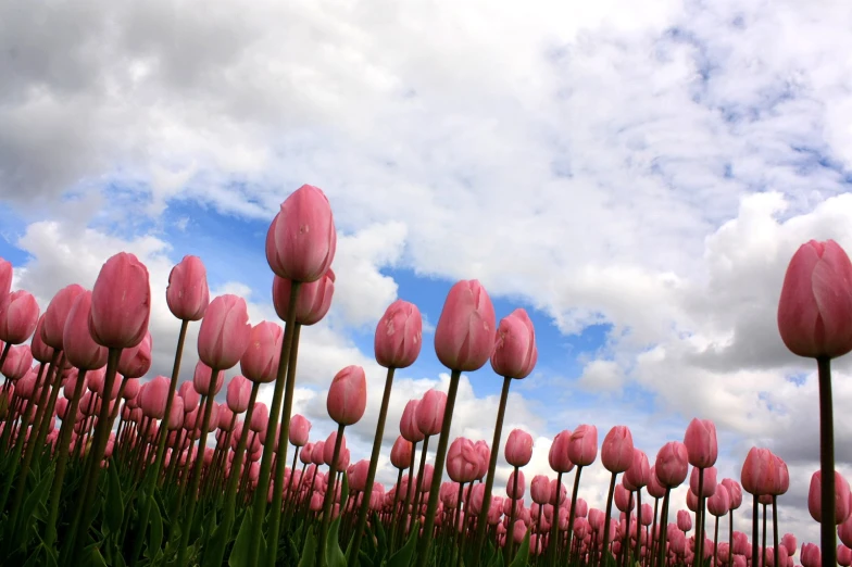 a po that is taken from the ground looking up at the field of flowers