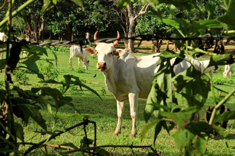 cattle are seen through the green foliage on a farm