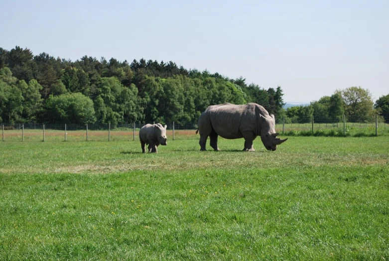 a rhino and its calf in a grassy field