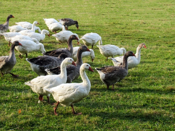 several ducks walking around together in the grass