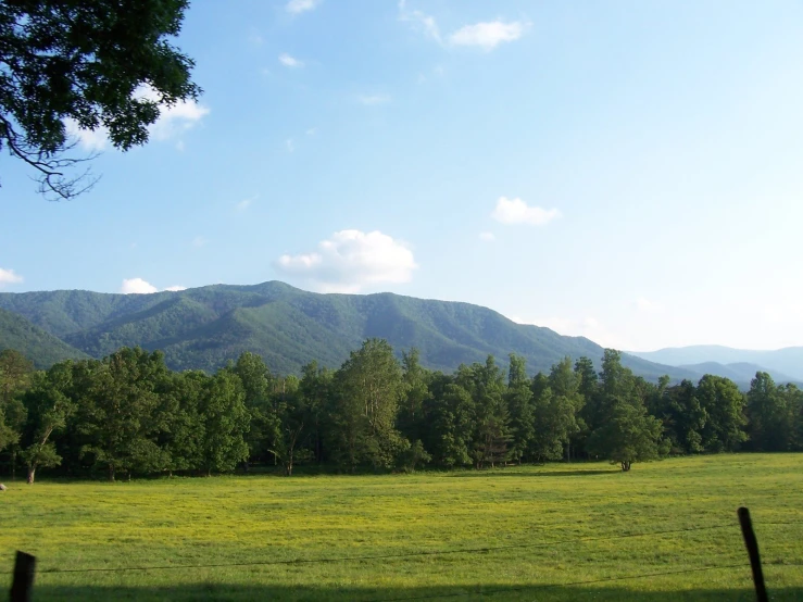 a pasture with cows and large mountains in the background