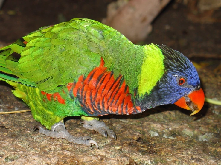 colorful bird sitting on the ground looking in the hole