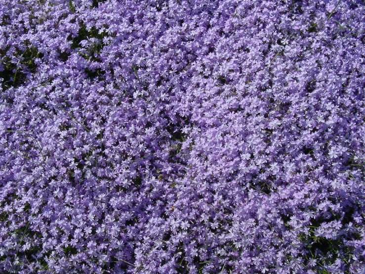 the lavender bush is covering all the purple foliage