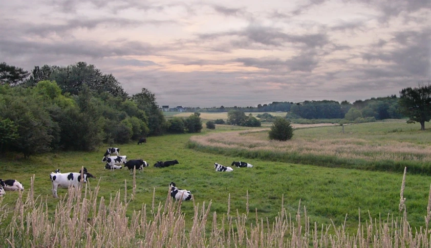 many cows that are walking through the grass