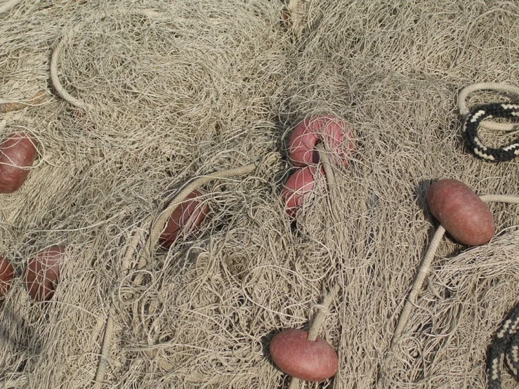 some apples are placed out on the ground