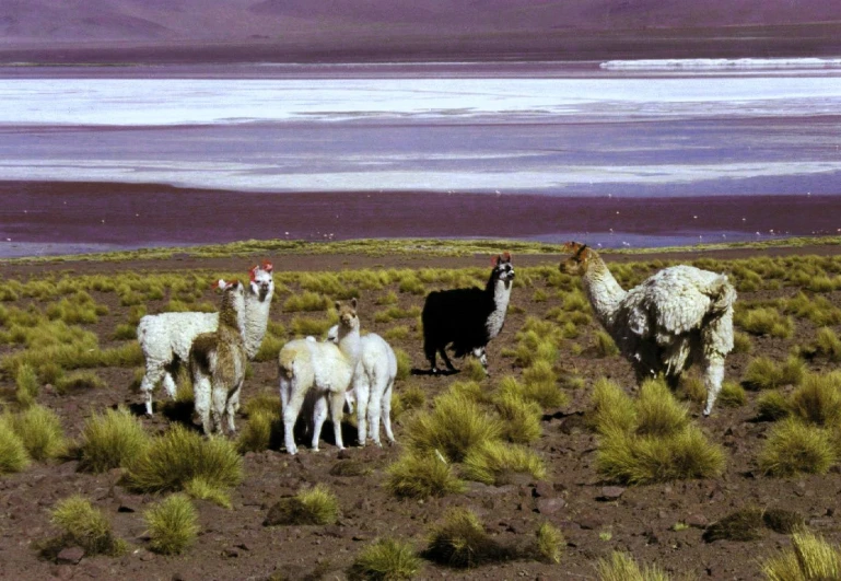 a herd of llamas stand in a field