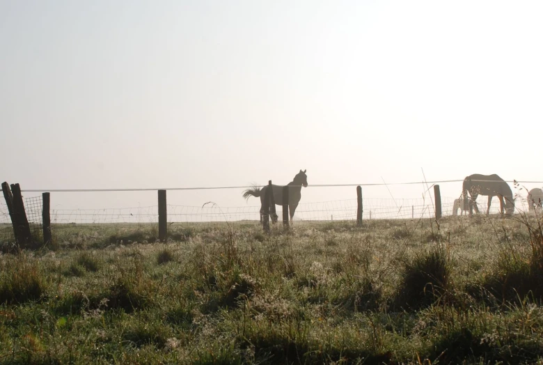 horses are standing in the pasture behind a barbed wire fence