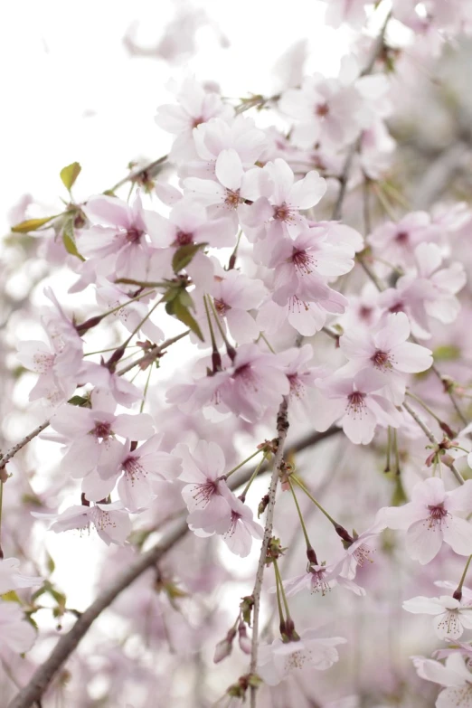 pink flowers that are blooming on a tree