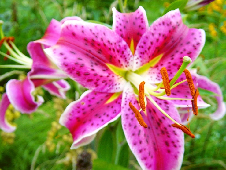 pink flowers blooming in a flower garden