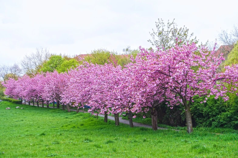 there is a grassy field with pink flowers