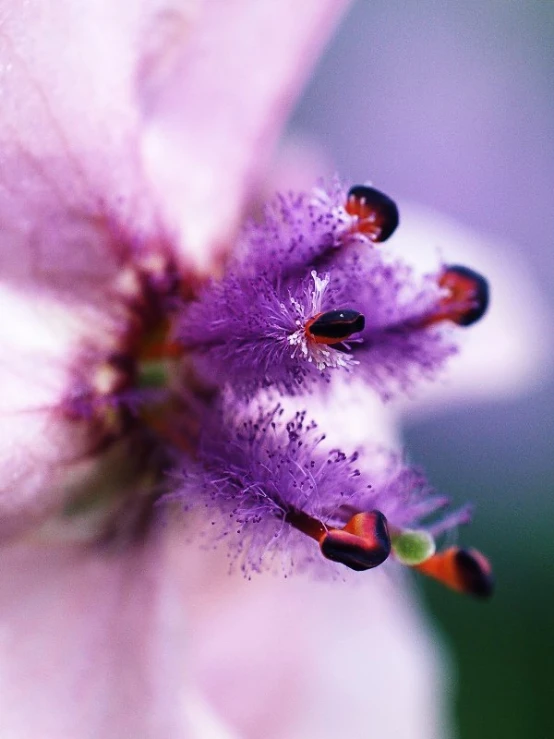 closeup view of flower with pink petals and green background