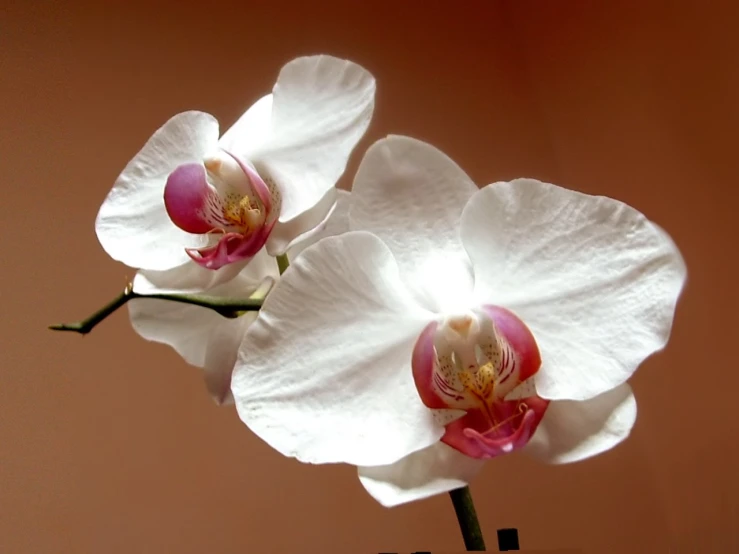 two white orchids with red and yellow petals