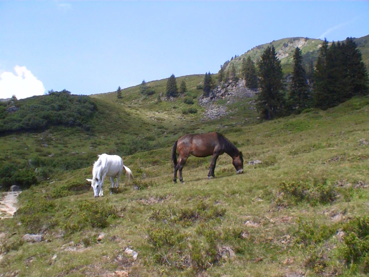 two horses grazing on the grassy hills side