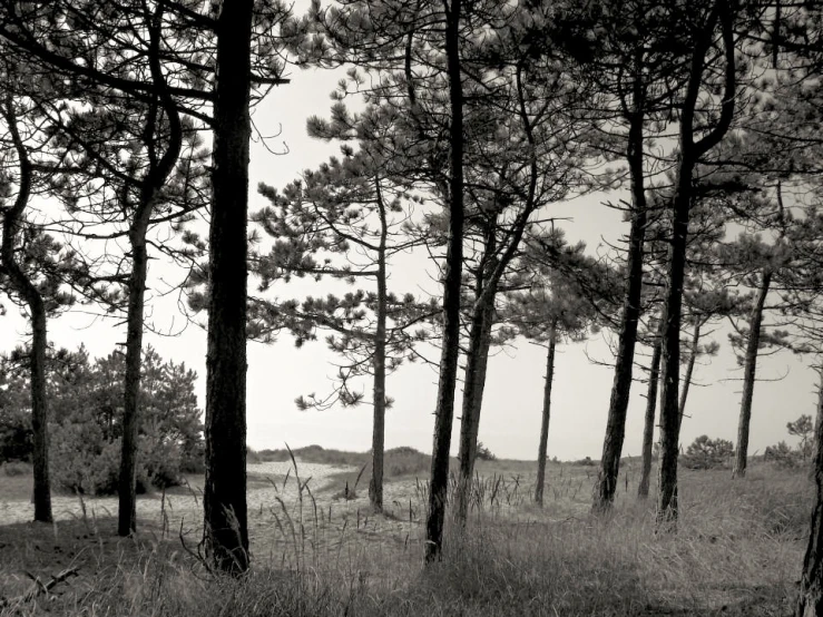 a forest with trees and a grassy field