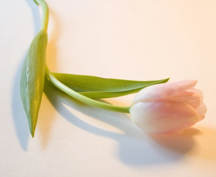 the buds of a flower appear to be on the end of a stem