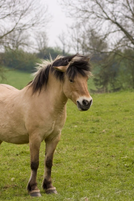 a small, young horse standing on a grass field