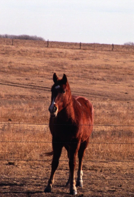 horse running on dry grass, surrounded by a wire fence