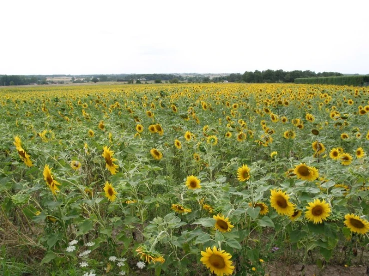 the field has many large sunflowers growing