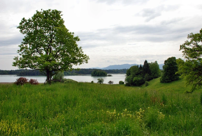 an image of a nature scene with trees