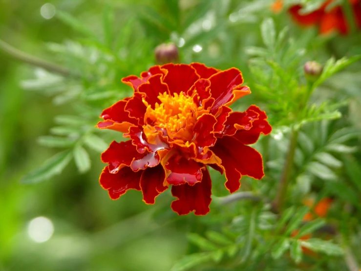 the bright red flower is very blooming