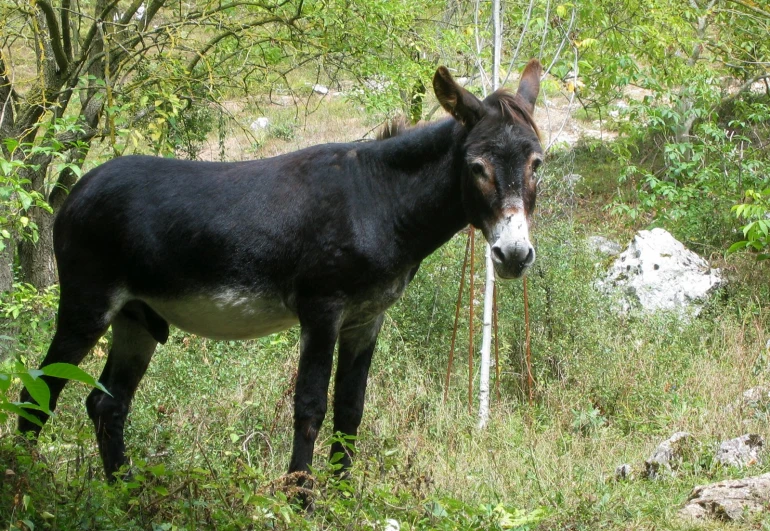 a donkey in an area with tall grass, trees and rocks