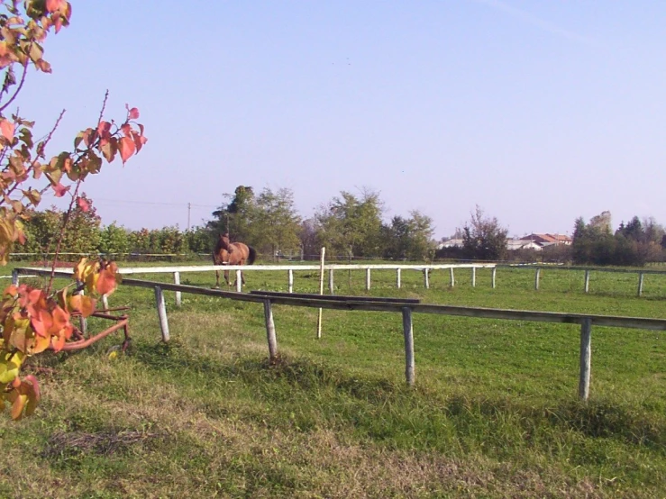 horse in grassy area near fencing near tree and house